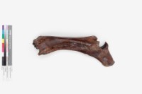 水牛左尺骨、橈骨藏品圖，第3張