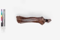 水牛左尺骨、橈骨藏品圖，第4張