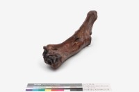 水牛左尺骨、橈骨藏品圖，第5張