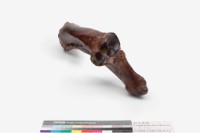 水牛左尺骨、橈骨藏品圖，第6張