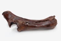 水牛左尺骨、橈骨藏品圖，第7張