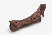 水牛左尺骨、橈骨藏品圖，第8張