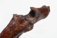 水牛左尺骨、橈骨藏品圖，第9張