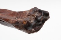 水牛左尺骨、橈骨藏品圖，第10張