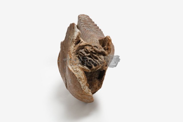 古菱齒象右下顎骨藏品圖，第10張
