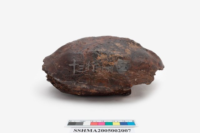 龜甲藏品圖，第3張