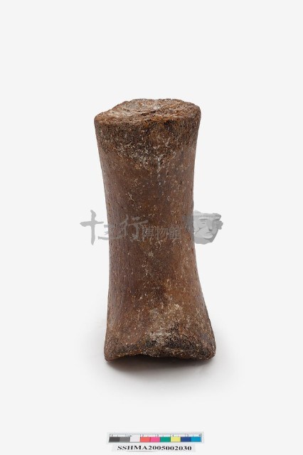 鯨掌骨藏品圖，第2張
