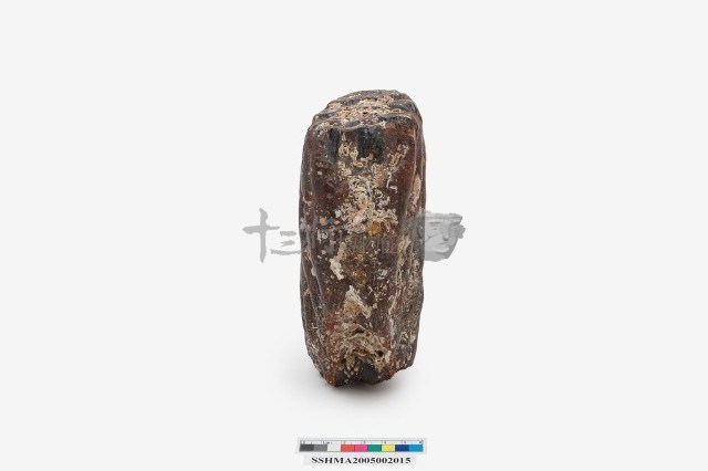 象臼齒藏品圖，第2張