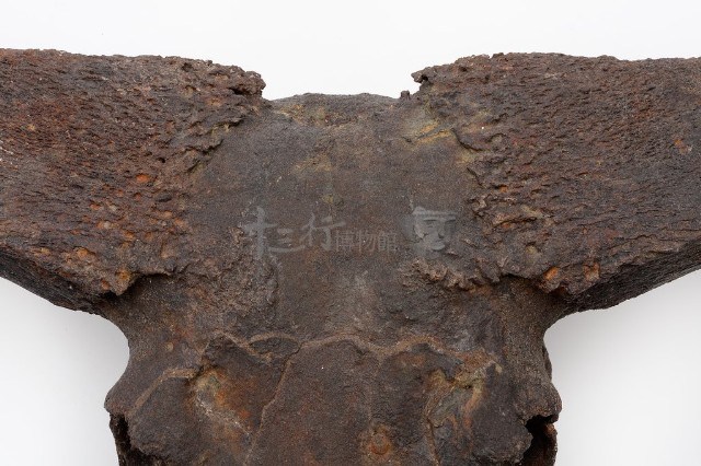楊氏水牛頭骨藏品圖，第10張