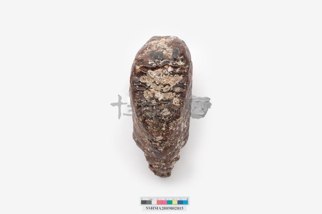 象臼齒藏品圖，第5張