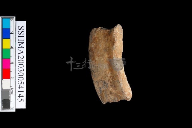 粗砂陶 頸藏品圖，第5張