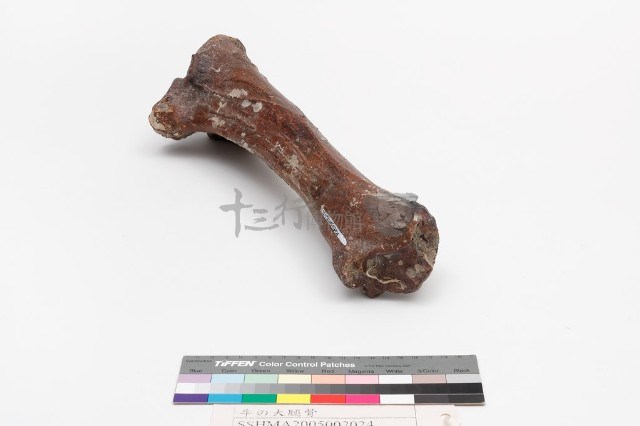 水牛左脛骨藏品圖，第5張
