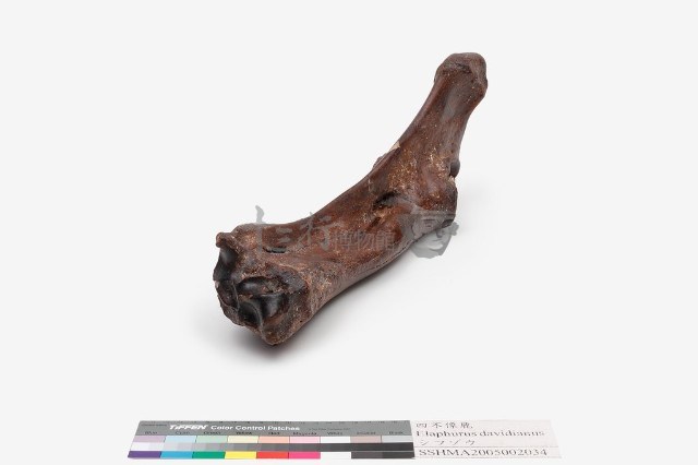 水牛左尺骨、橈骨藏品圖，第5張
