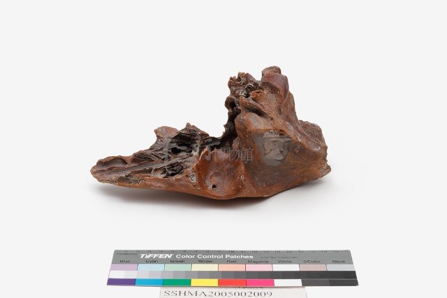 野豬頭骨藏品圖，第9張