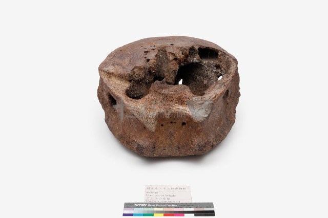 鯨椎骨藏品圖，第3張