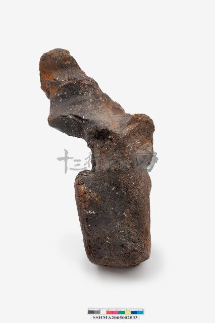 古菱齒象脊椎骨藏品圖，第3張