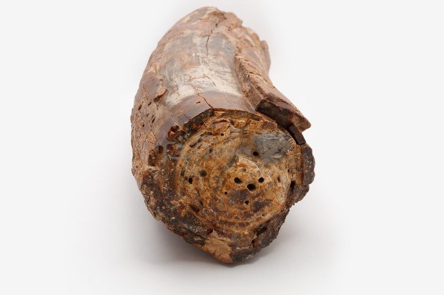 古菱齒象門齒藏品圖，第6張