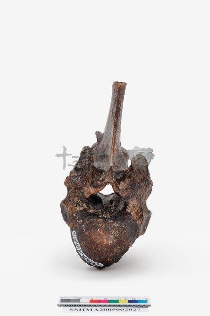 馬椎骨藏品圖，第4張