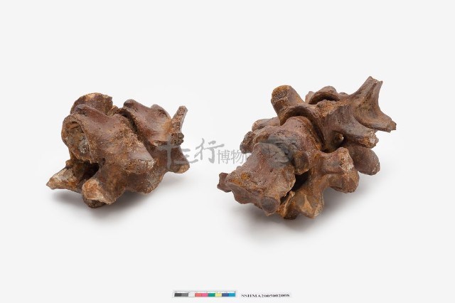 德氏水牛-椎體6節藏品圖，第7張