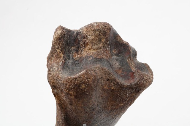水牛右脛骨藏品圖，第8張