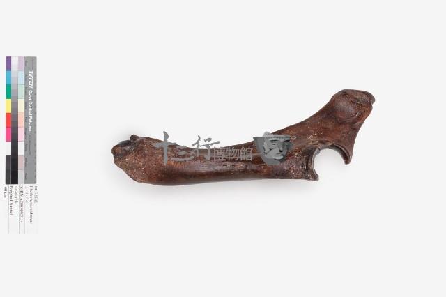 水牛左尺骨、橈骨藏品圖，第1張