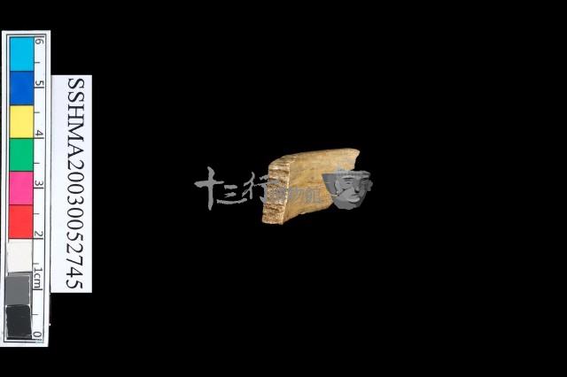 扁平體石環藏品圖，第6張