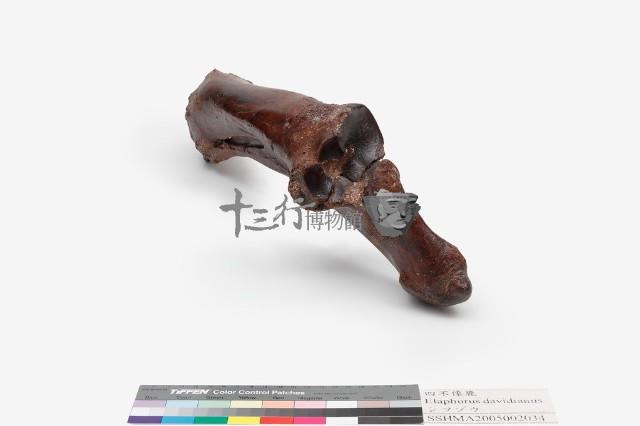 水牛左尺骨、橈骨藏品圖，第6張