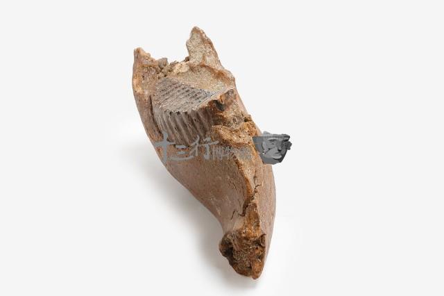 古菱齒象右下顎骨藏品圖，第7張