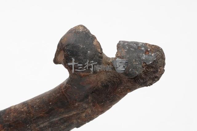 德氏水牛肋骨藏品圖，第7張