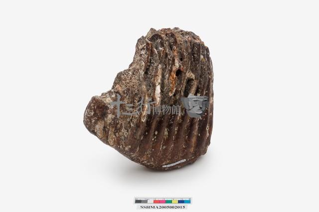 象臼齒藏品圖，第7張