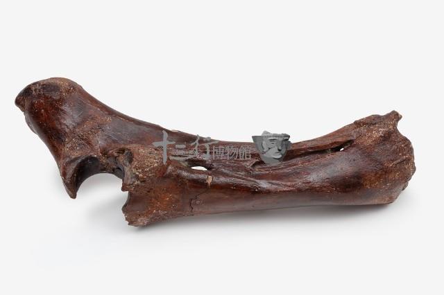 水牛左尺骨、橈骨藏品圖，第7張