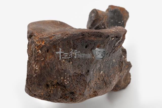 古菱齒象脊椎骨藏品圖，第7張