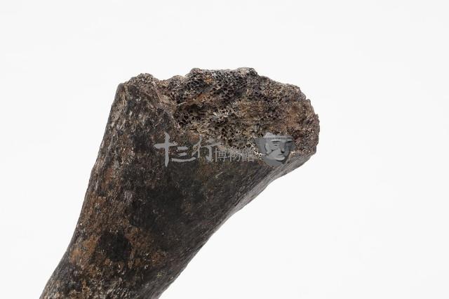 德氏水牛肋骨藏品圖，第8張
