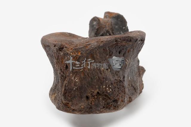 古菱齒象脊椎骨藏品圖，第8張
