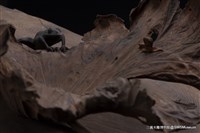 秋露藏品圖，第4張