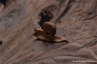 秋露藏品圖，第5張