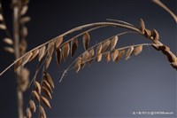 虛與實藏品圖，第2張