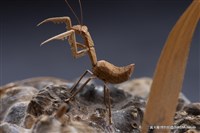 虛與實藏品圖，第3張