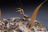 虛與實藏品圖，第4張