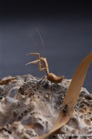 虛與實藏品圖，第5張