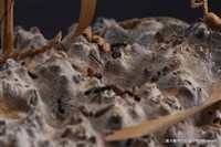 虛與實藏品圖，第6張