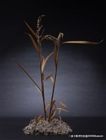 虛與實藏品圖，第7張