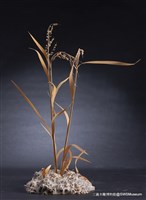 虛與實藏品圖，第8張