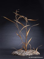 虛與實藏品圖，第9張