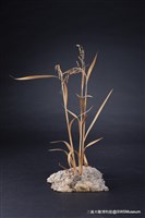 虛與實藏品圖，第12張