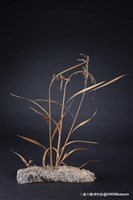 虛與實藏品圖，第13張