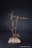 虛與實藏品圖，第14張