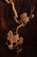果實纍纍藏品圖，第2張