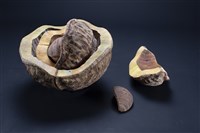 內在的本質藏品圖，第3張