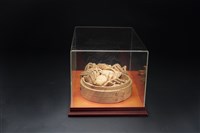 真多樹(蒸多蟹)藏品圖，第3張